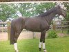 dressage horse Roseanne 21 (Hanoverian, 2006, from Rascalino)