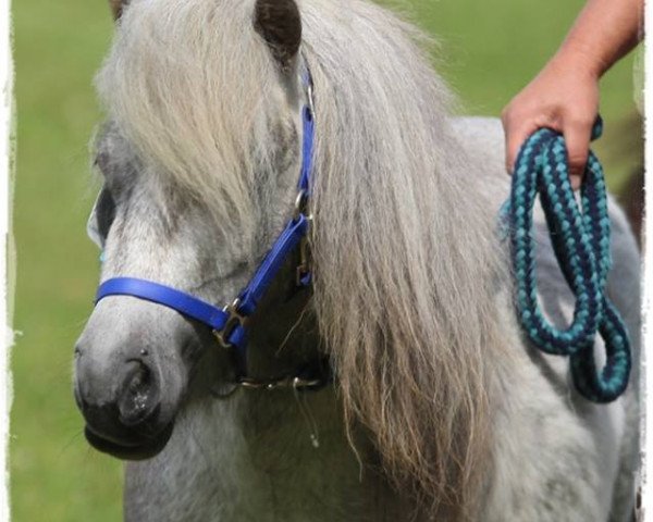 broodmare Hombra von Repgow (Shetland pony (under 87 cm), 2014, from Theseus)