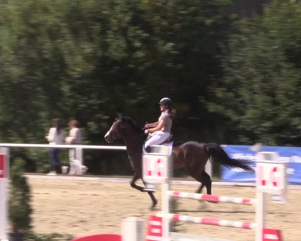 Reitturnier Haren 2018