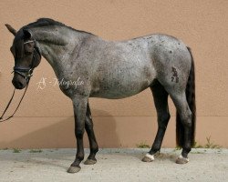 dressage horse Danny Blue 3 (German Riding Pony, 2013, from Dear Max DSP)