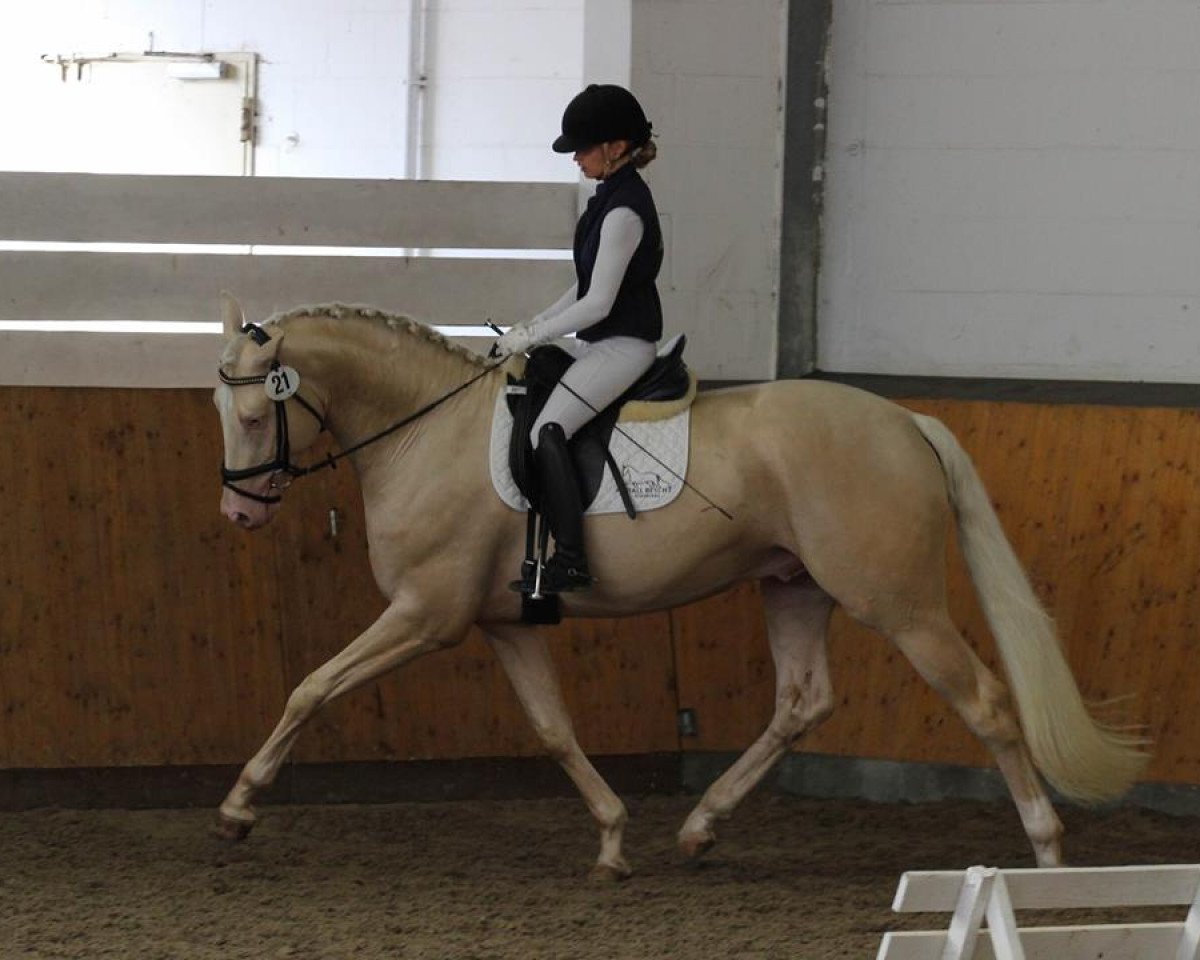 Deckhengst Qaside Md (Deutsches Sportpferd, 2013, von DSP Quasi Gold Md)