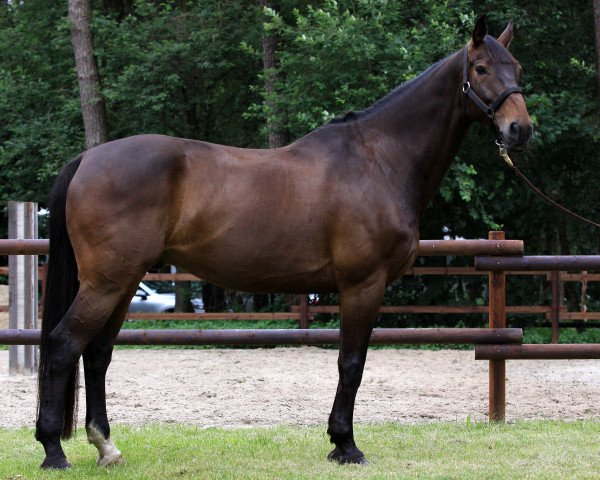 Dressurpferd Faberge 52 (Deutsches Reitpferd, 2003, von Feinsinn)