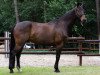 dressage horse Faberge 52 (German Warmblood, 2003, from Feinsinn)