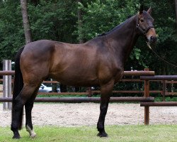 dressage horse Faberge 52 (German Warmblood, 2003, from Feinsinn)