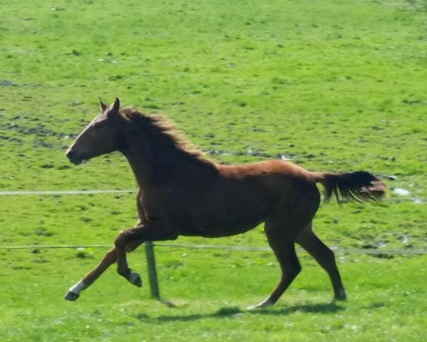 broodmare Ayla (Oldenburg, 2016, from Caplan)