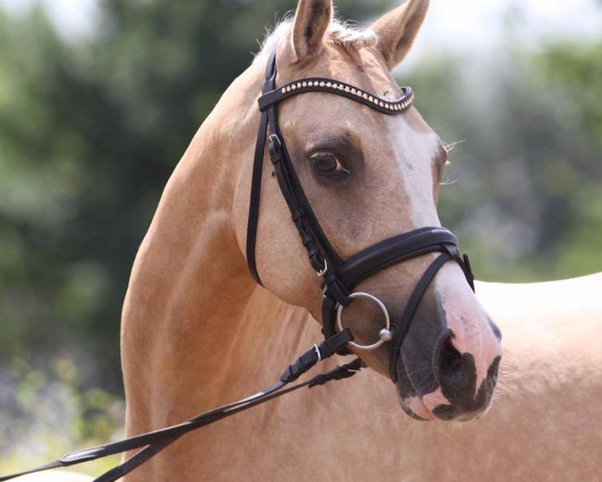 broodmare Golden Maybe (German Riding Pony, 2004, from FS Golden Moonlight)