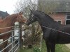 dressage horse Darkley F (Hanoverian, 2011, from Don Crusador)