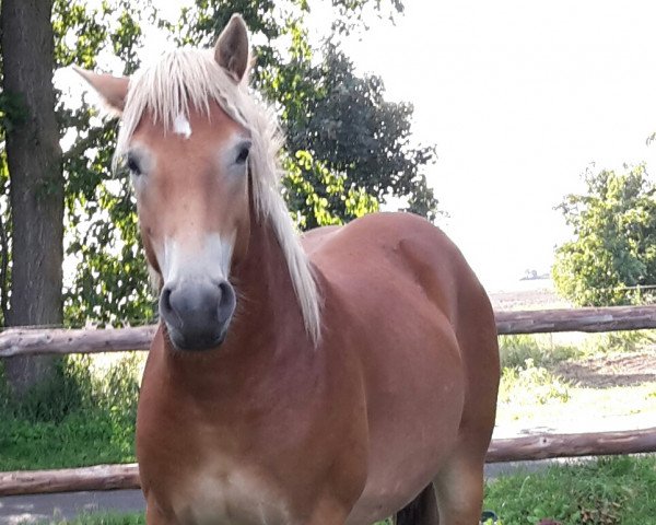 dressage horse Sandor (Haflinger,  , from Solero)