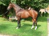 dressage horse Quentchen 6 (Hanoverian, 2013, from Quaterhall)