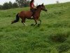 dressage horse Spetter Girl (Welsh-Cob (Sek. D), 2011)