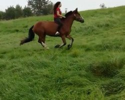 Dressurpferd Spetter Girl (Welsh-Cob (Sek. D), 2011)