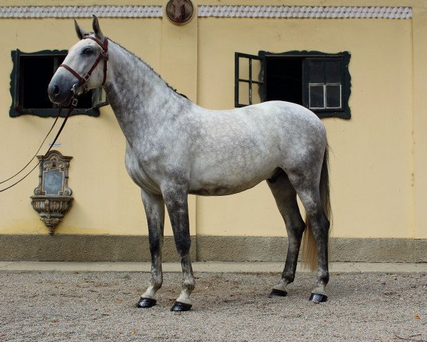 Pferd Gaiato do MT (Kind, Lausbub) (Lusitano, 2011)