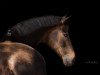 dressage horse Ramino Rubinson (Hanoverian, 2006, from Rubin Royal OLD)