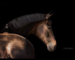 dressage horse Ramino Rubinson (Hanoverian, 2006, from Rubin Royal OLD)