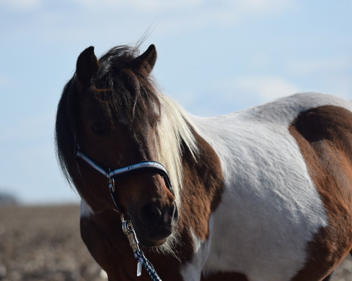 broodmare Cheyenne (unknown, 1999)