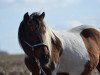 broodmare Cheyenne (unknown, 1999)