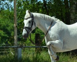 jumper Rasputin 420 (German Riding Pony, 2002)