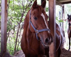 broodmare Delphi (German Riding Pony, 1996, from Zarif III ox)