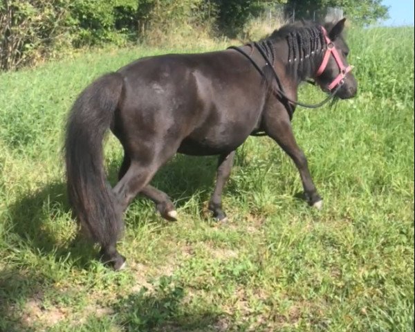 Zuchtstute Kira (Dt.Part-bred Shetland Pony, 2015)