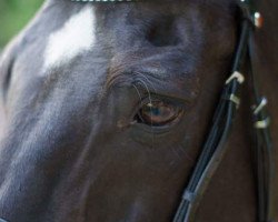 jumper Raimund (KWPN (Royal Dutch Sporthorse), 1994, from Indoctro)