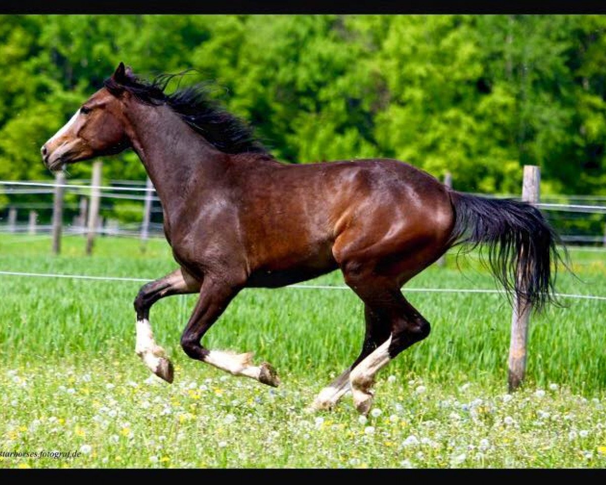 broodmare Beautiful Disaster (Bavarian, 2013, from Baccaccio)