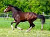 broodmare Beautiful Disaster (Bavarian, 2013, from Baccaccio)