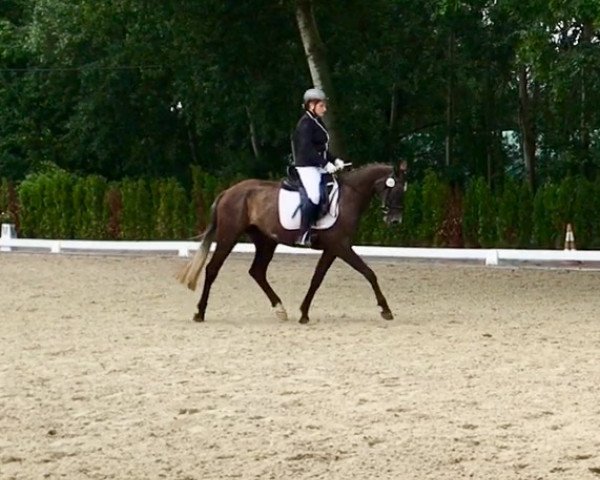 broodmare TI Eternity (German Sport Horse, 2014, from Expo'se)