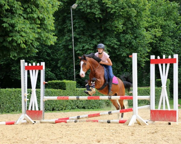 dressage horse Nabucco T (German Riding Pony, 2001, from Nantano)