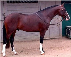 stallion Balta'Czar (Oldenburg, 1999, from Alla'Czar)