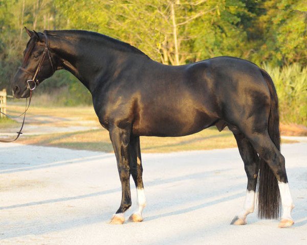 horse Balt'Amour JSF (Zweibrücken, 2004, from Balta'Czar)