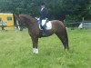 dressage horse Sheragona W (Rhinelander, 2007, from Sorento OLD)