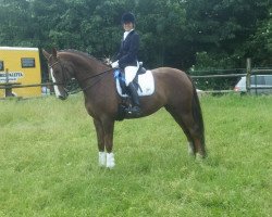 dressage horse Sheragona W (Rheinländer, 2007, from Sorento OLD)