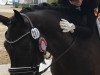 dressage horse Lord of Diamonds 3 (Württemberger, 2013, from Lord Leopold 7)