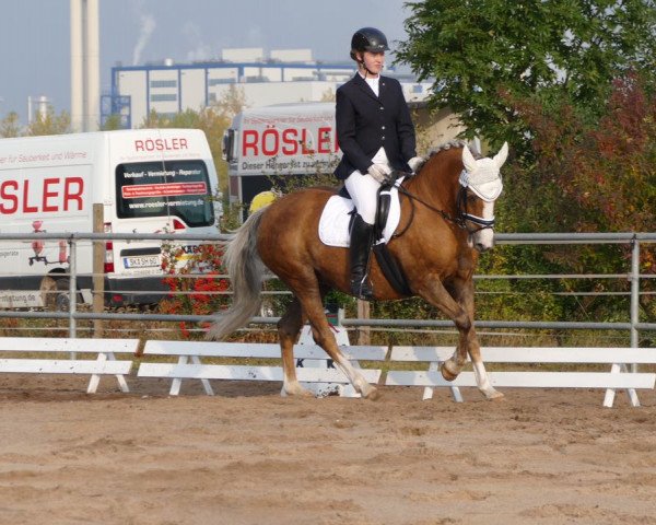 dressage horse Vianna Gold (German Riding Pony, 2002, from Pink Floyd)