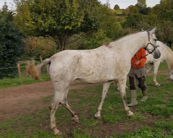 horse Helga (Pura Raza Espanola (PRE), 2010, from Legado X)