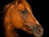 dressage horse Drogheda 12 (German Riding Pony, 2008, from Diamond Boy)