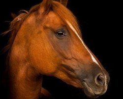 dressage horse Drogheda 12 (German Riding Pony, 2008, from Diamond Boy)