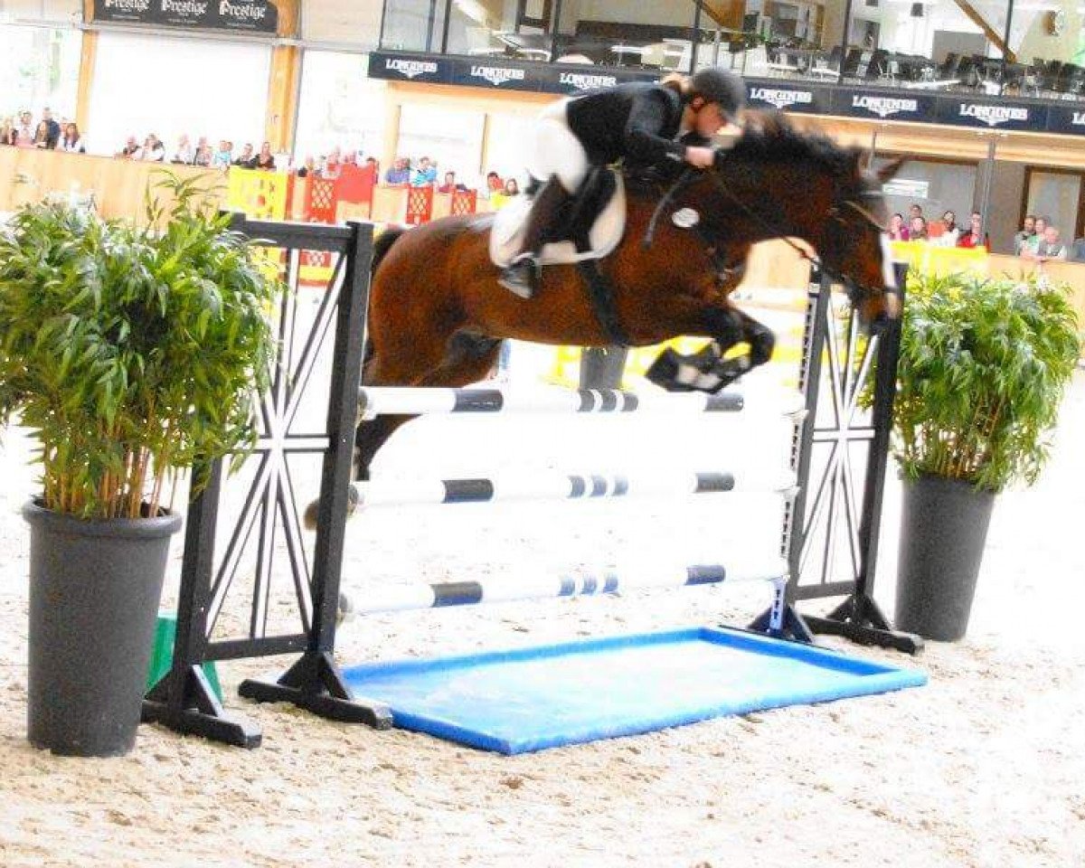 jumper Pleasure Boy 2 (Westphalian, 2003, from Parlando I)