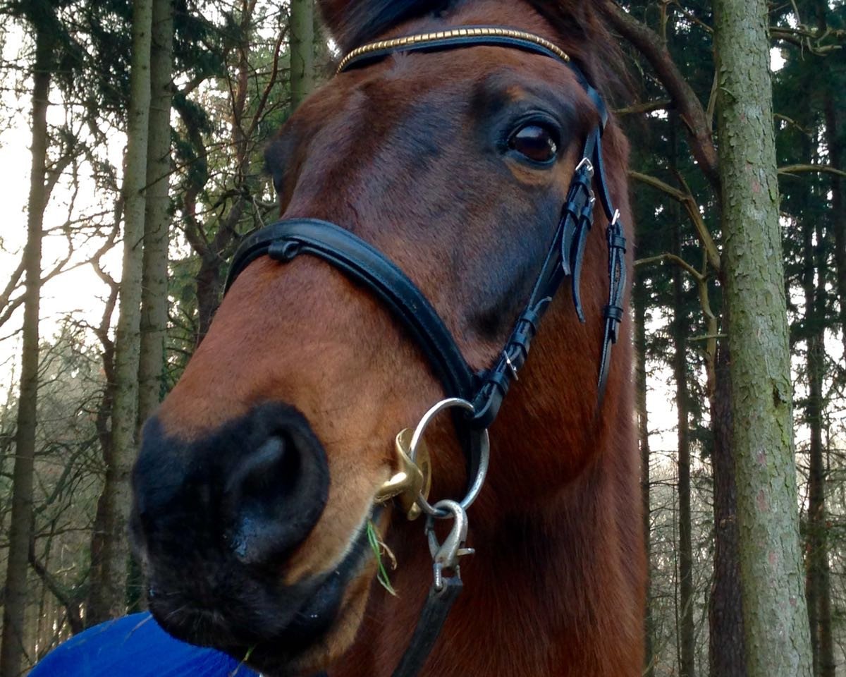 broodmare Ocean I (Holsteiner, 1999, from Calando I)