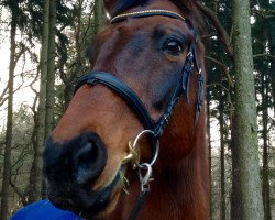 broodmare Ocean I (Holsteiner, 1999, from Calando I)