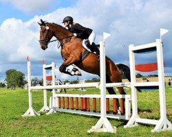 jumper Wächter (German Warmblood, 2010, from Werenfels)