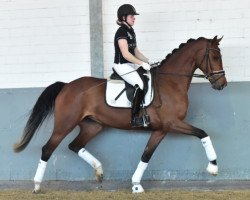 dressage horse Shibusa DH (Oldenburg, 2014, from Sezuan)