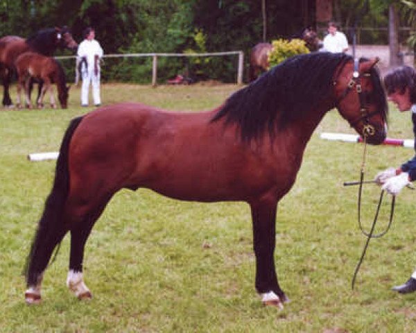 stallion Ywan (Welsh mountain pony (SEK.A), 1993, from Nachtegaal's Captain)