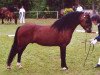 stallion Ywan (Welsh mountain pony (SEK.A), 1993, from Nachtegaal's Captain)