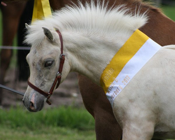 horse Prigo`s Daryl Dixon (Welsh-Pony (Section B), 2017, from Wolling's Dante)