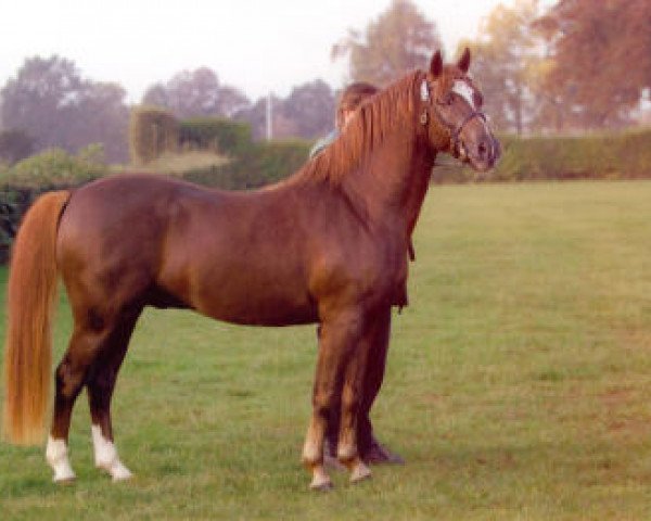 stallion Keizershoek Feste (Welsh-Pony (Section B), 2003, from Glansevin Graffiti)