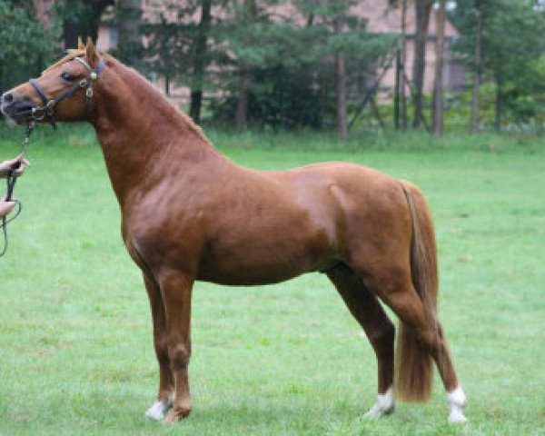 Pferd Prigo's Free'n Crazy (Welsh Pony (Sek.B), 2008, von Keizershoek Feste)