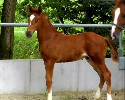 dressage horse Victoriosus (Hanoverian, 2017, from Vitalis)