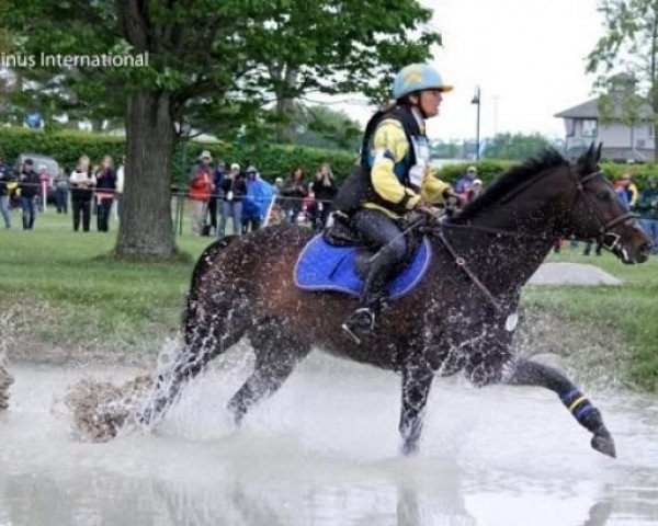 stallion Sea Lion xx (Thoroughbred, 1998, from Sea Salute xx)