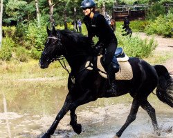 dressage horse Skywalker 51 (Oldenburg, 2006, from Samarant)